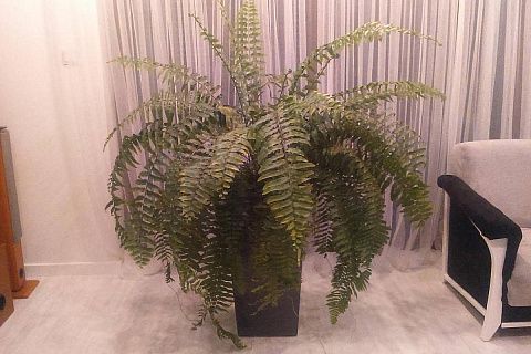 картинка Zx29 